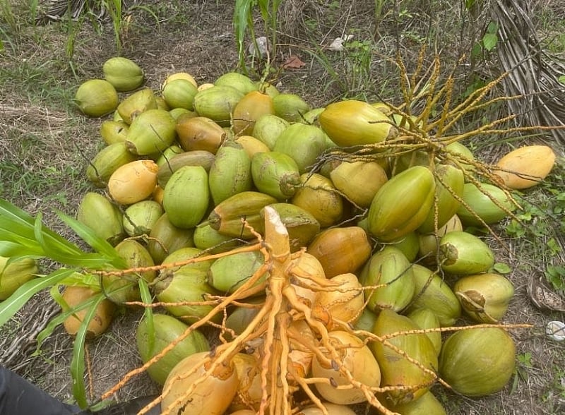 Ghanaians Encouraged to Explore Opportunities in the Coconut Industry