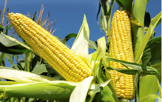 Local Maize Production Expenses Surge by 69.7%, Reports NARLS