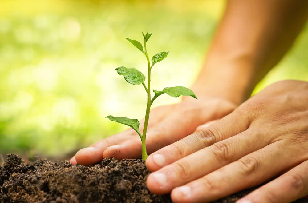 Polaris Bank and NCF Join Forces to Expand Tree-Planting Initiative