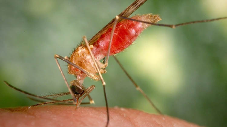 Nigeria Requires $19 Million to Tackle Neglected Tropical Diseases – Government